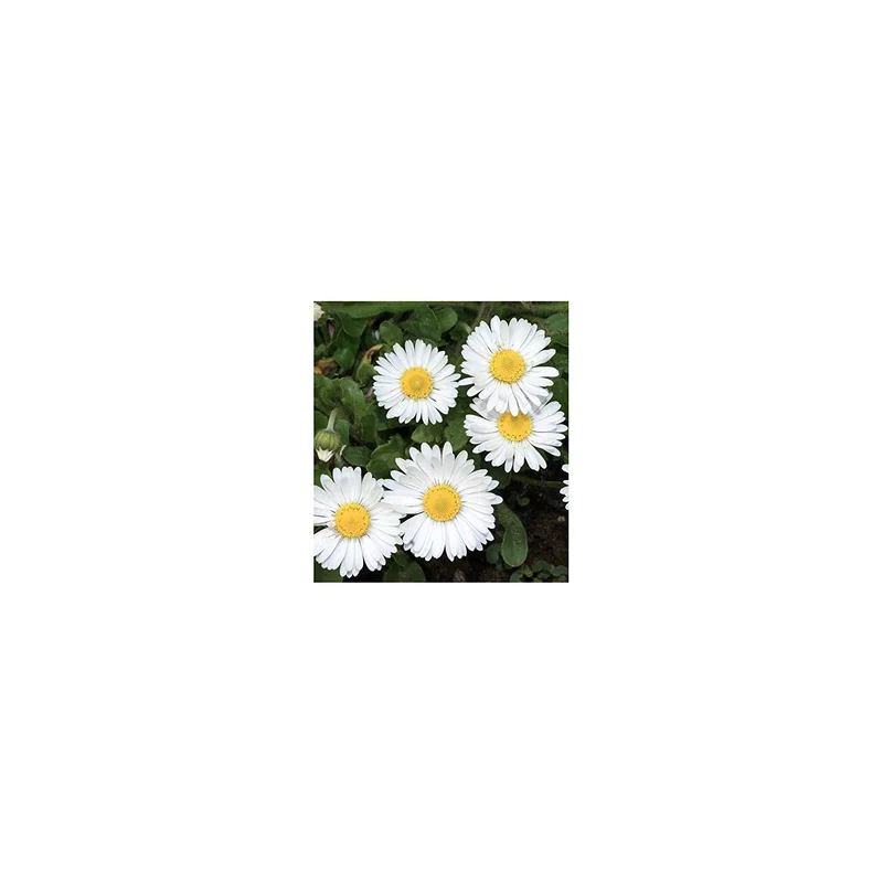 ibspot-56739757